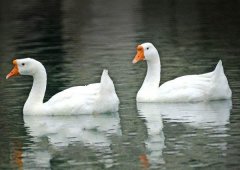 養(yǎng)鵝禁忌有哪些？看看你中了幾條！