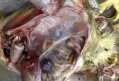 黃病毒在南方各個地區(qū)多發(fā)，這里帶你了解黃病