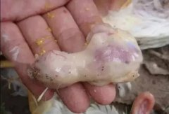 肉雞最頭疼的還是腺肌胃炎，到底該怎么解決？
