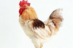肉雞常見呼吸道病的發(fā)病原因？