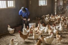 雞新城疫用什么藥效果好，知道之后無需再區(qū)分