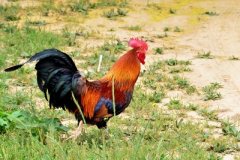 肉雞養(yǎng)殖成本要如何控制？