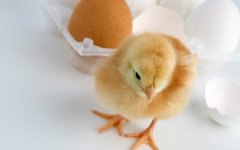 肉雞科學用藥指導?。夹g(shù)）