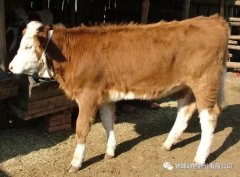 肥牛養(yǎng)殖過程中存在的問題，應(yīng)該如何進行解決