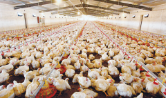 肉雞壞死性腸炎飼料報酬低，整齊度差嚴重影響