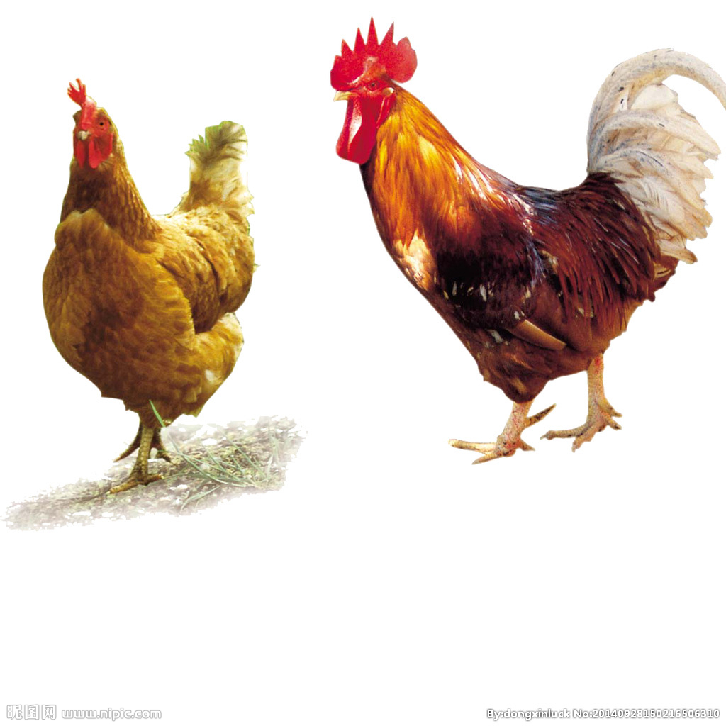  提高肉鴨養(yǎng)殖效益！這八個(gè)飼養(yǎng)管理要注意了?。夹g(shù)） 
